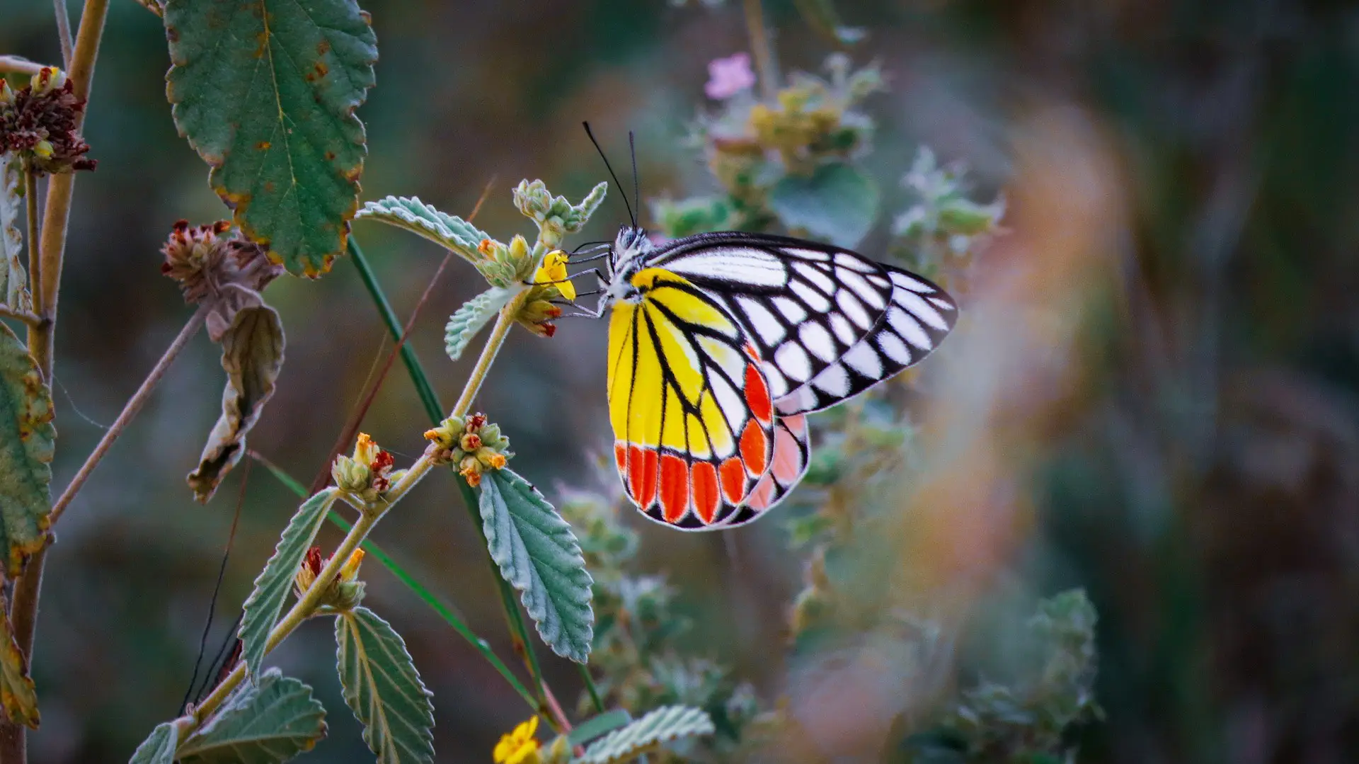Synchronicity Lessons, Part 1: Believe in the Butterflies