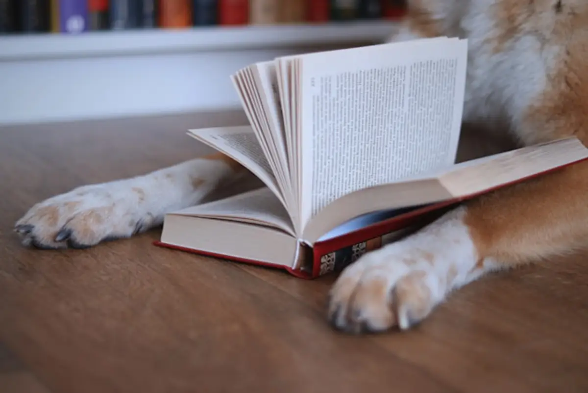 The Manuscript That Wouldn’t Stay Hidden