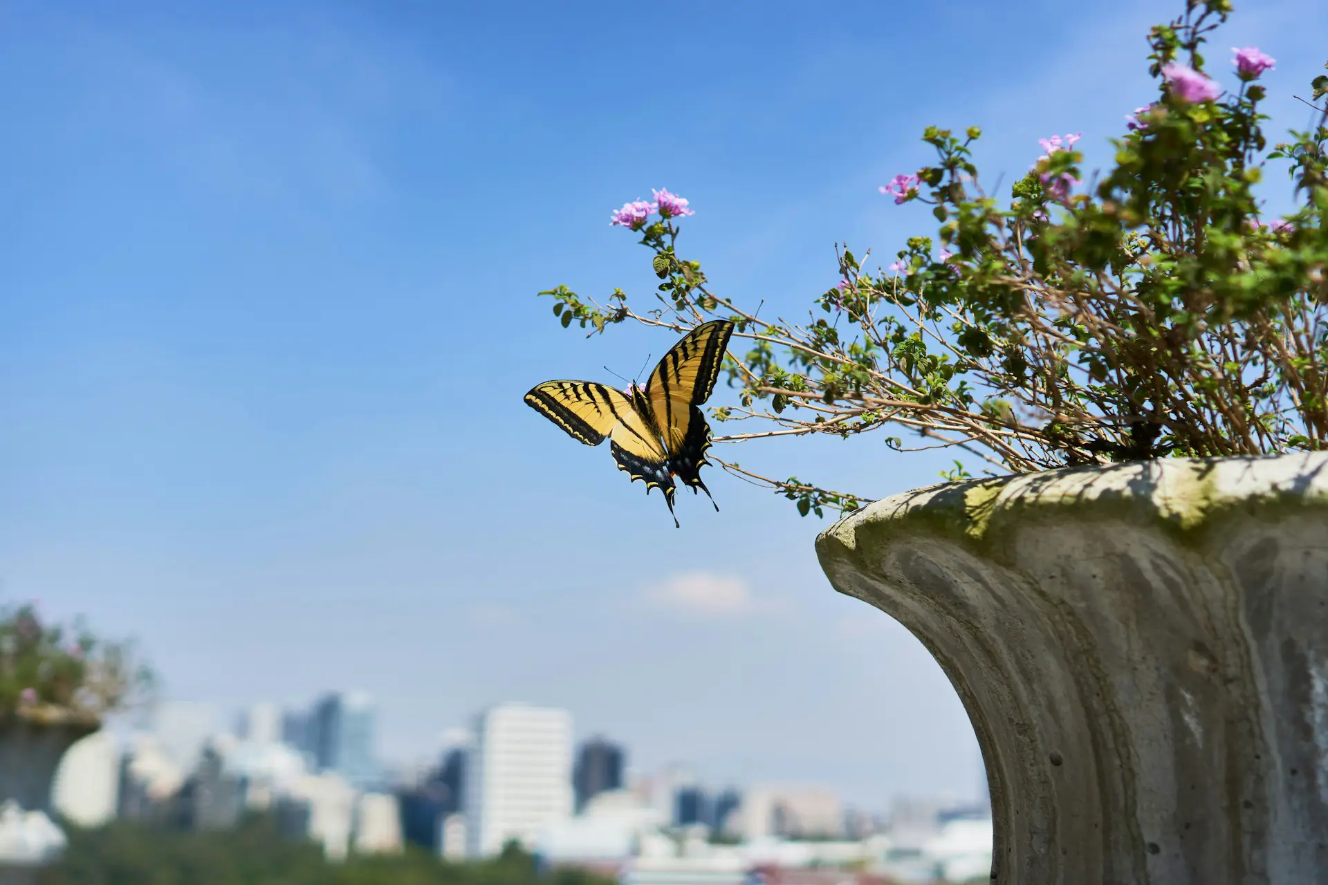 The Butterfly I Asked For